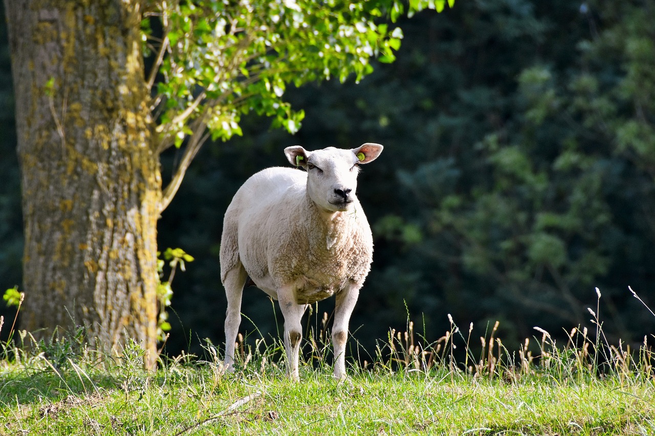 Avys, Gyvūnas, Nyderlandai, Zealand, Nemokamos Nuotraukos,  Nemokama Licenzija