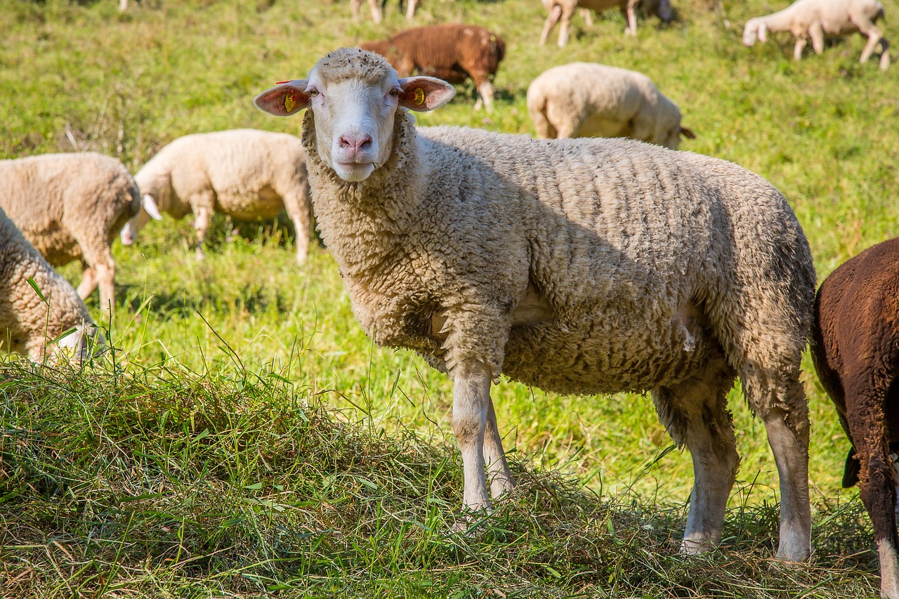 Avys, Avių Pulkas, Ganykla, Schäfer, Vilnos, Flock, Avių Vilnos, Swabian Alb, Nemokamos Nuotraukos,  Nemokama Licenzija