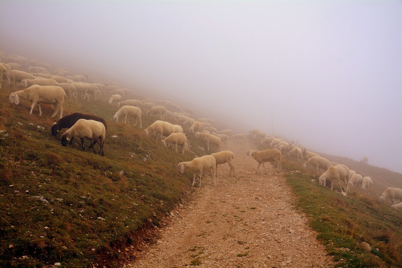 Avys, Flock, Rūkas, Kalnas, Takas, Nemokamos Nuotraukos,  Nemokama Licenzija