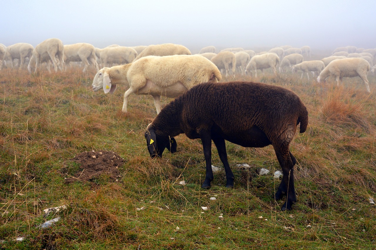 Avys, Juoda, Flock, Juoda Avis, Nemokamos Nuotraukos,  Nemokama Licenzija