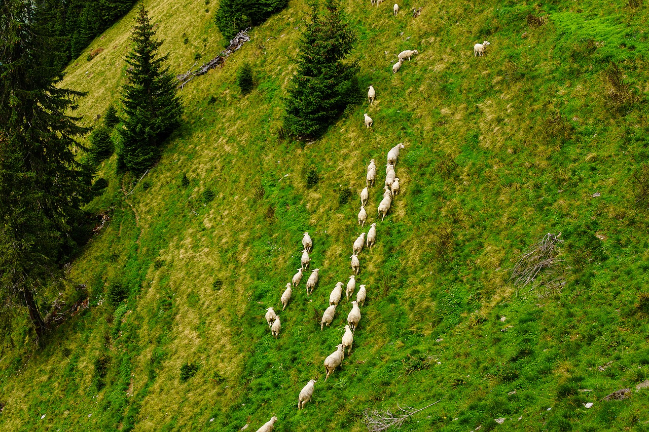 Avys, Kalnai, Diemtigtal, Šveicarija, Kelionė, Peizažas, Lauke, Atostogos, Kraštovaizdis, Vasara