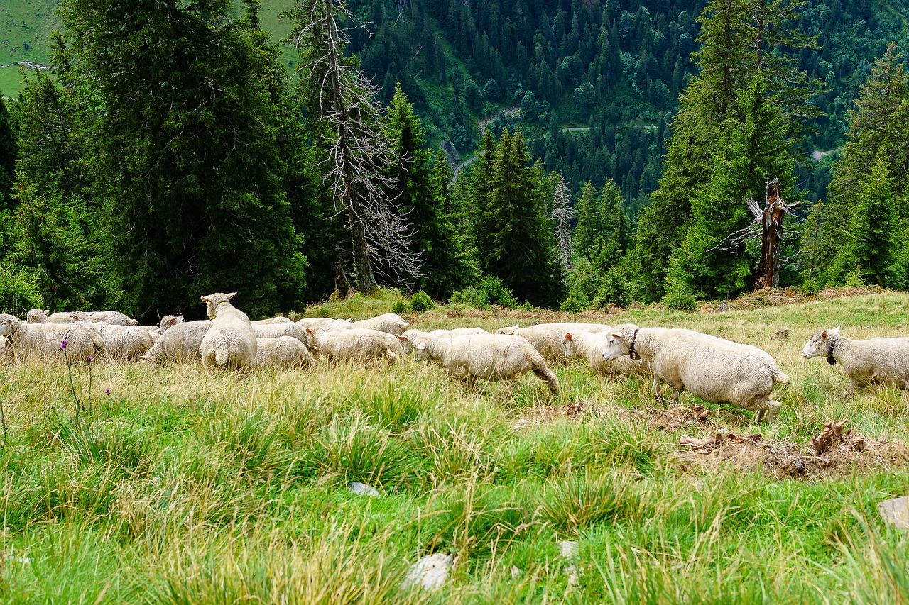 Avys, Kalnai, Diemtigtal, Šveicarija, Kelionė, Peizažas, Lauke, Atostogos, Kraštovaizdis, Vasara