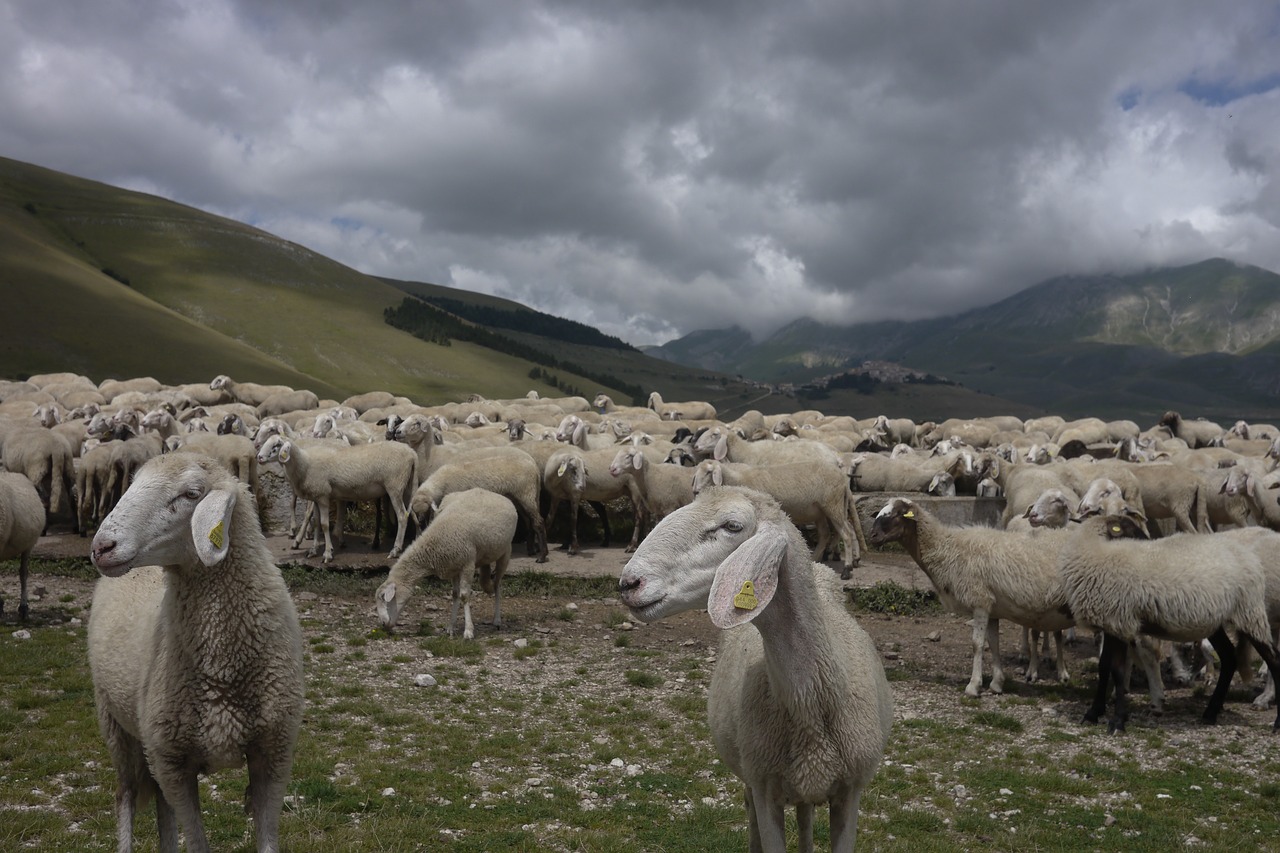 Купить алтайских овец. Овцеводство багаудин Джамбулаев. Овцеводство в Дагестане. Овцеводство на Северном Кавказе. Дагестанская Горная овца.