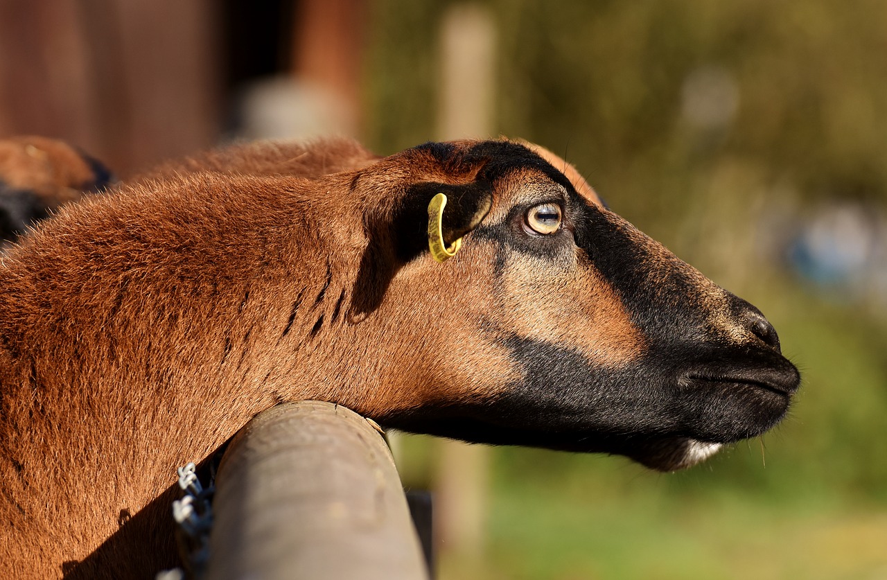 Avys, Gyvūnas, Gamta, Laukinės Gamtos Fotografija, Gyvūnų Portretas, Mielas, Laukinių Parkų Girtavimas, Gyvūnų Pasaulis, Nemokamos Nuotraukos,  Nemokama Licenzija