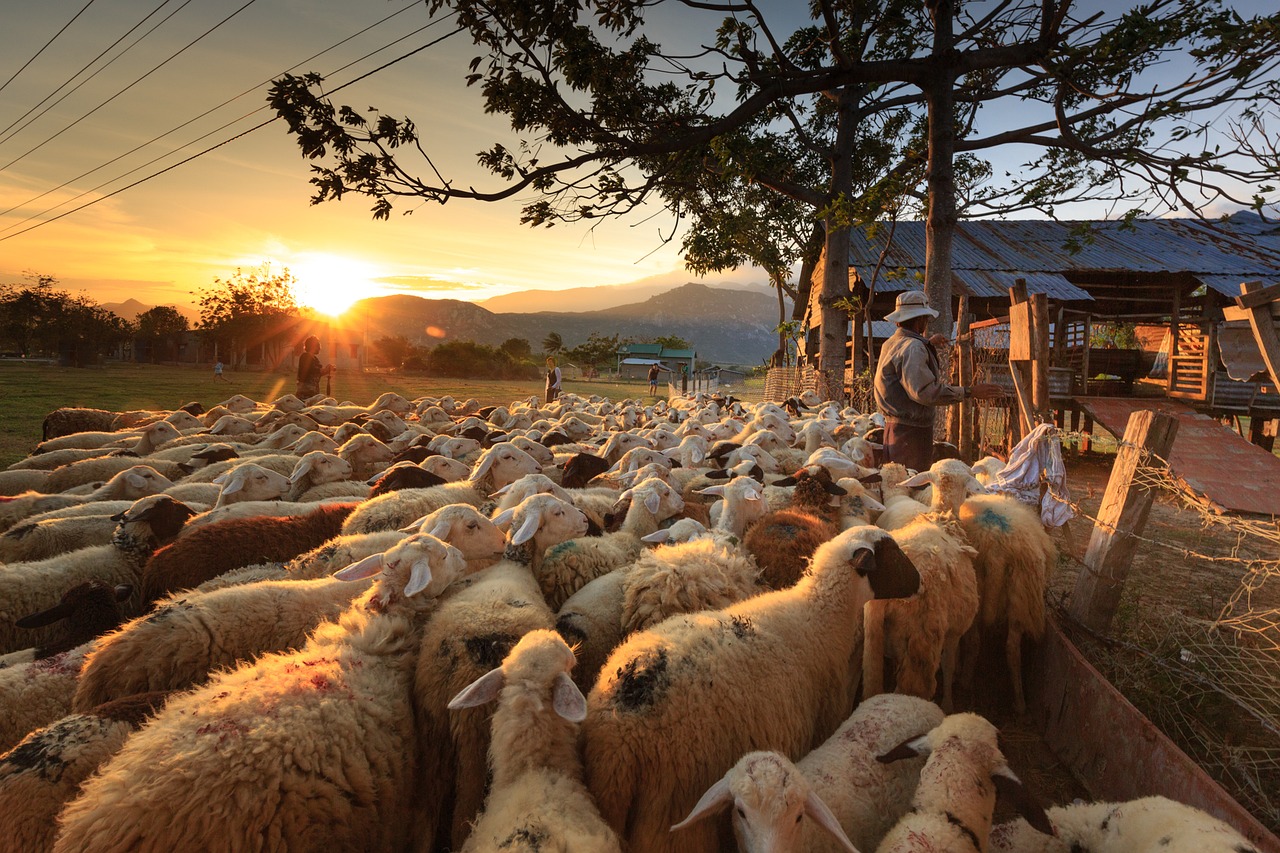 Avys, Piemenys, Ūkininkas, Ninh Thuan, Flock, Puslapis, Asija, Vietnamas, Natūralus, Žmonės