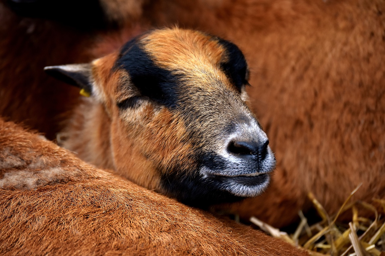 Avys, Gyvūnas, Gamta, Laukinės Gamtos Fotografija, Gyvūnų Portretas, Mielas, Laukinių Parkų Girtavimas, Gyvūnų Pasaulis, Nemokamos Nuotraukos,  Nemokama Licenzija