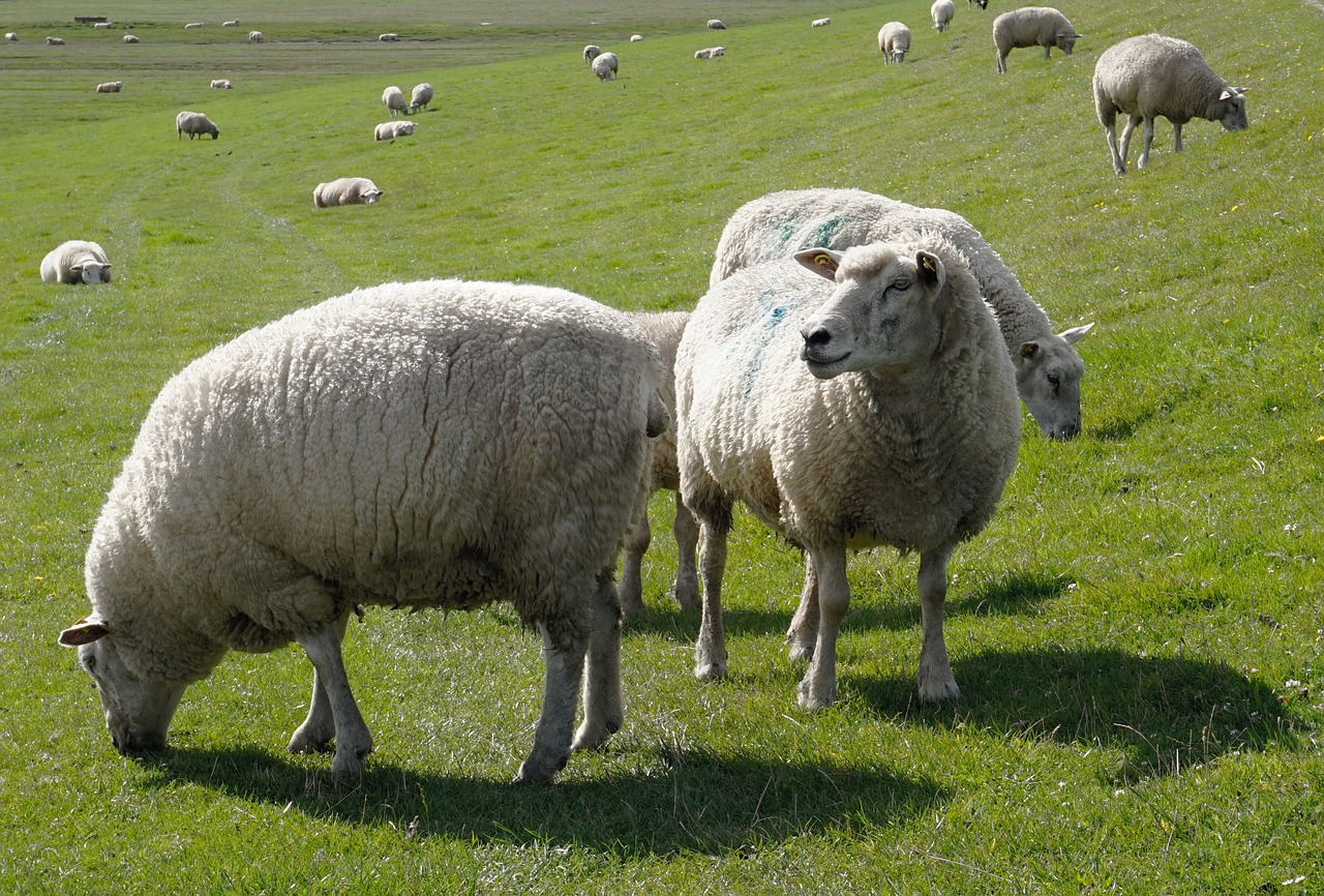 Avys, Ėriena, Gyvūnai, Žolė, Dike, Nordfriesland, Gamta, Nemokamos Nuotraukos,  Nemokama Licenzija