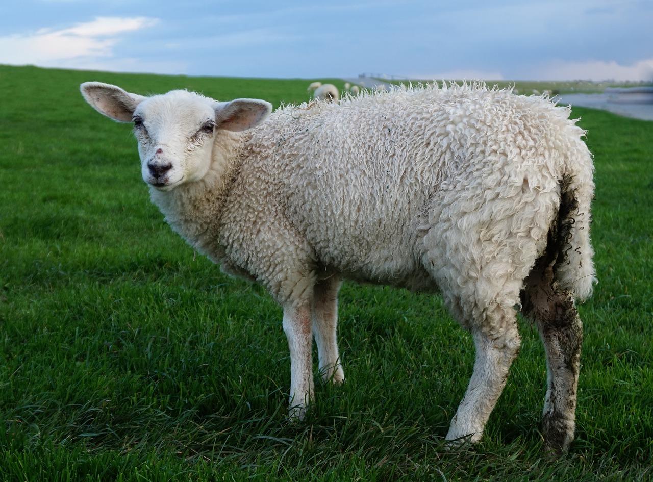 Avys, Žinduolis, Žolė, Pieva, Dike, Šiaurinis Paplūdimys Nordfriesland, Nemokamos Nuotraukos,  Nemokama Licenzija