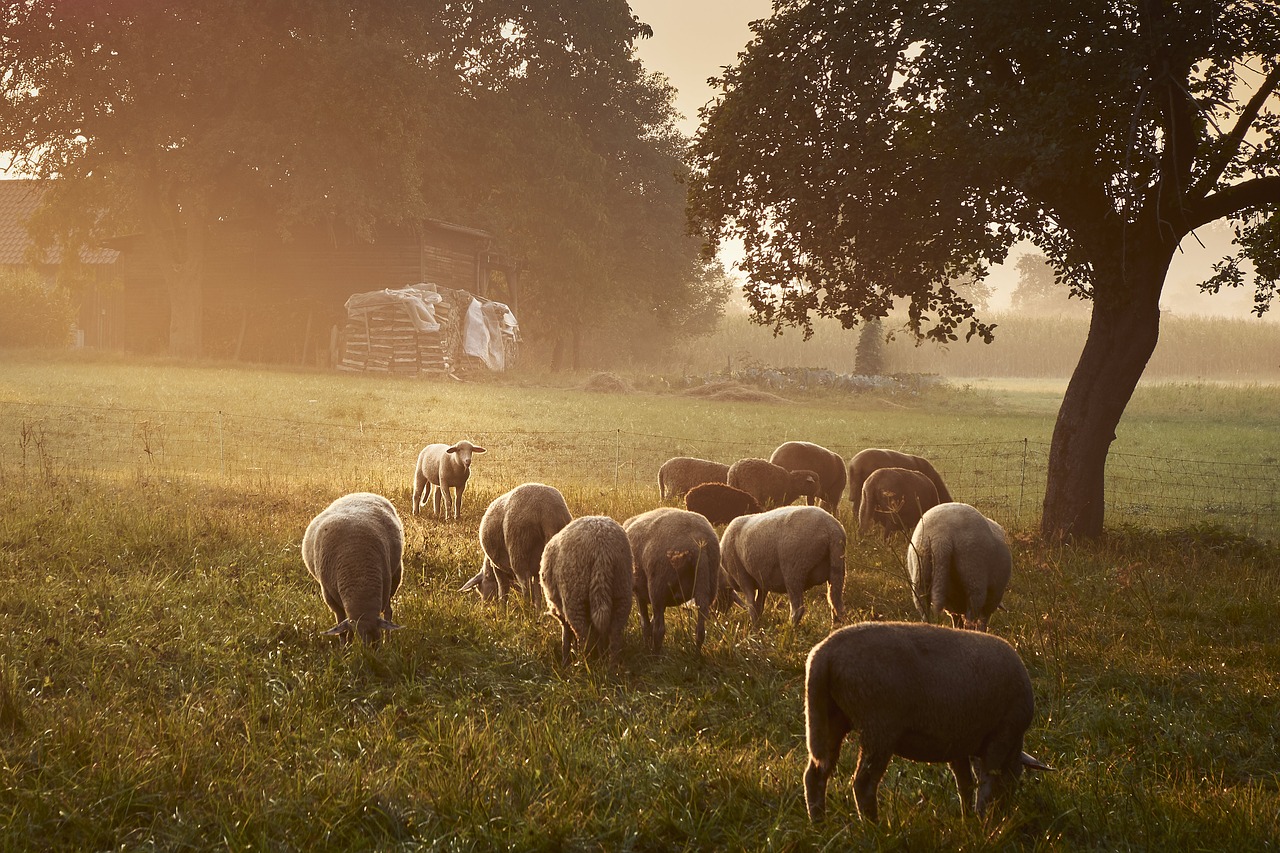 Avys, Žolė, Žemdirbystė, Žinduolis, Pieva, Laukas, Gamta, Gyvūnai, Flock, Ganyti