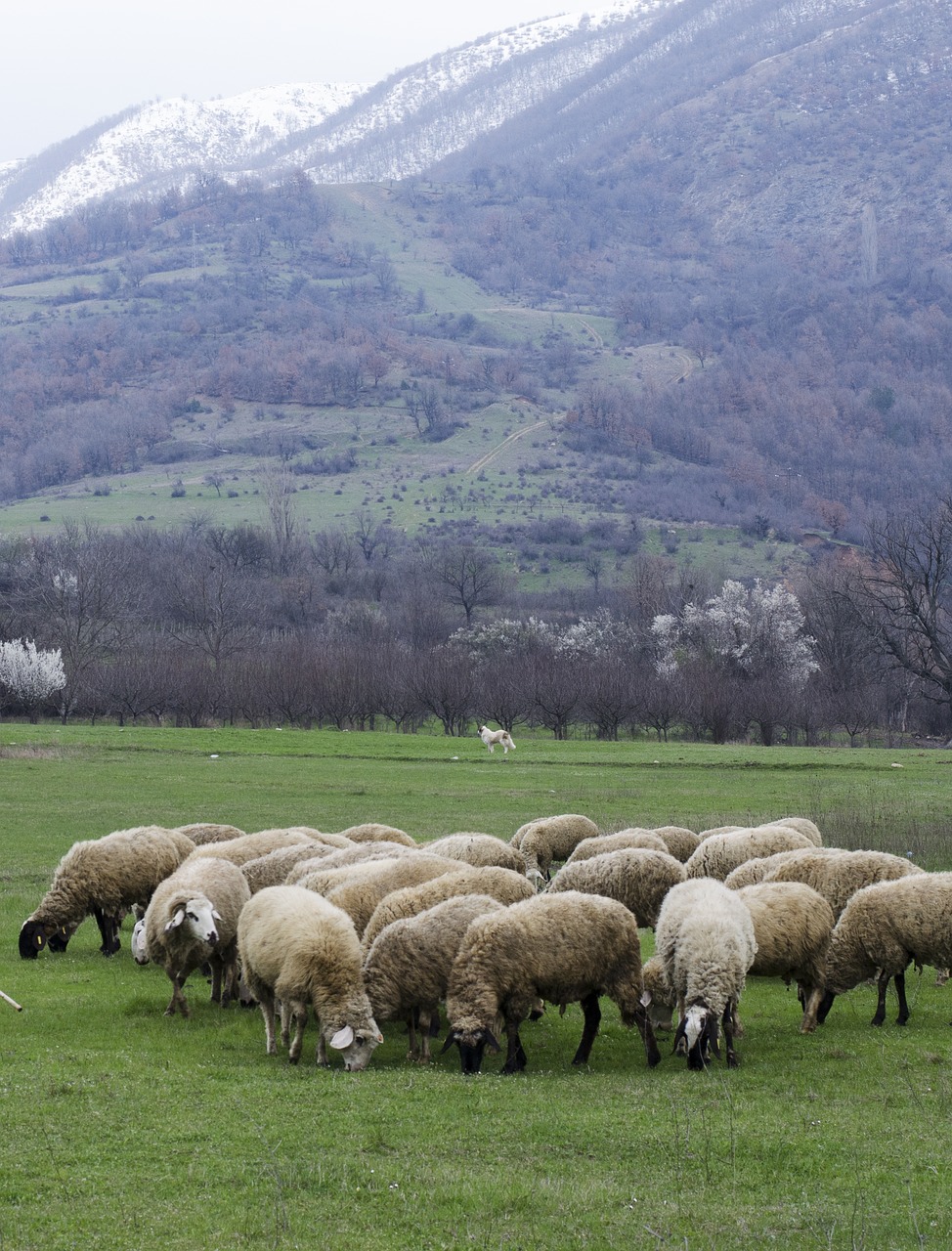 Avys,  Ganymas,  Žalia Žolė,  Pieva,  Gamta,  Laukas,  Ganykla,  Flock,  Gyvūnas,  Bandas