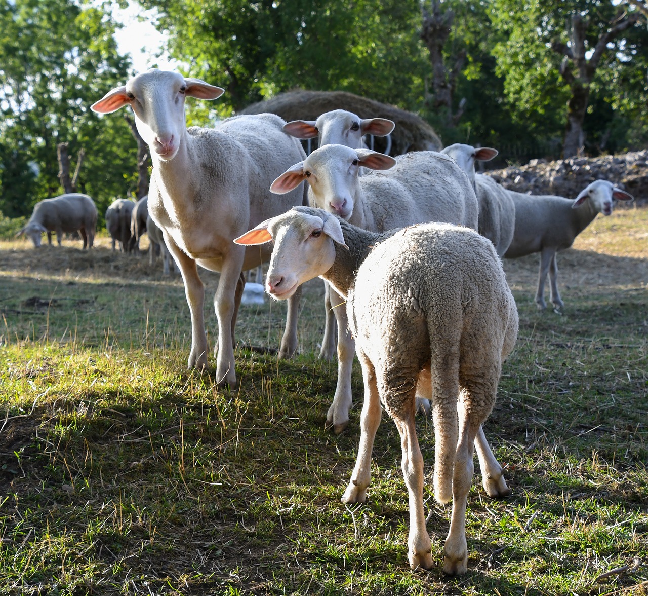 Avys,  Įdomu,  Kaimas,  Gyvūnas,  Laukas,  Be Honoraro Mokesčio, Nemokamos Nuotraukos,  Nemokama Licenzija