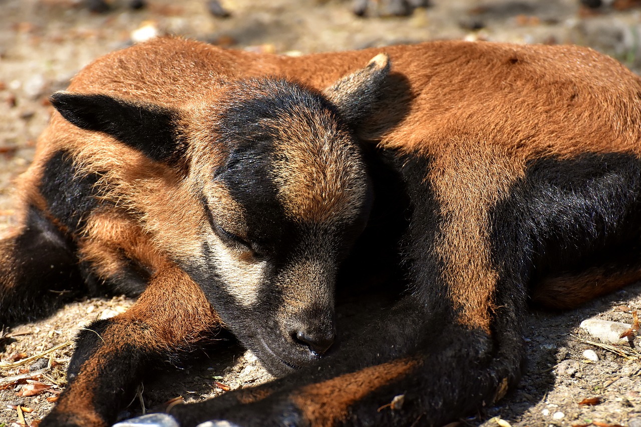 Avių,  Wildpark Poing,  Atgimė,  Jauna Gyvūnų,  Naujagimis,  Mielas,  Gyvūnijos Pasaulyje,  Saldus,  Gyvūnai, Nemokamos Nuotraukos