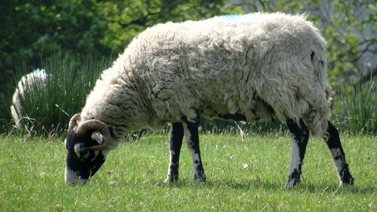 Avių,  Ram,  Ūkis,  Vata,  Pobūdį,  Žinduolis,  Gyvūnijos, Nemokamos Nuotraukos,  Nemokama Licenzija