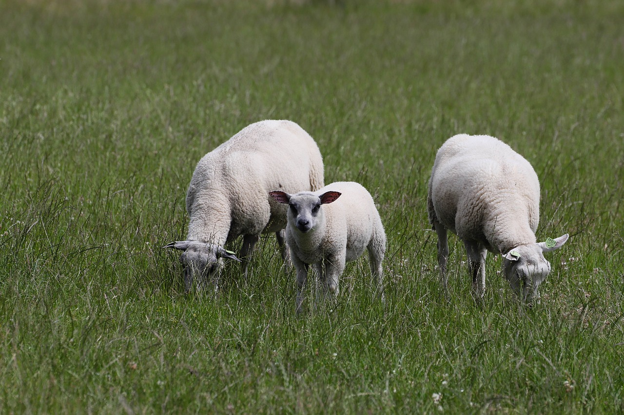 Avių,  Ėriukas,  Ūkis,  Gyvūnas,  Pobūdį,  Meadow,  Pavasaris,  Žalia Žolė,  Lauko,  Kaimo