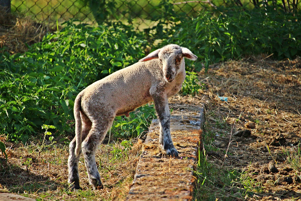 Avių,  Ėriukas,  Vata,  Gyvūnas,  Pobūdį,  Meadow,  Žolė,  Žemdirbystė,  Kaimo,  Ganykla