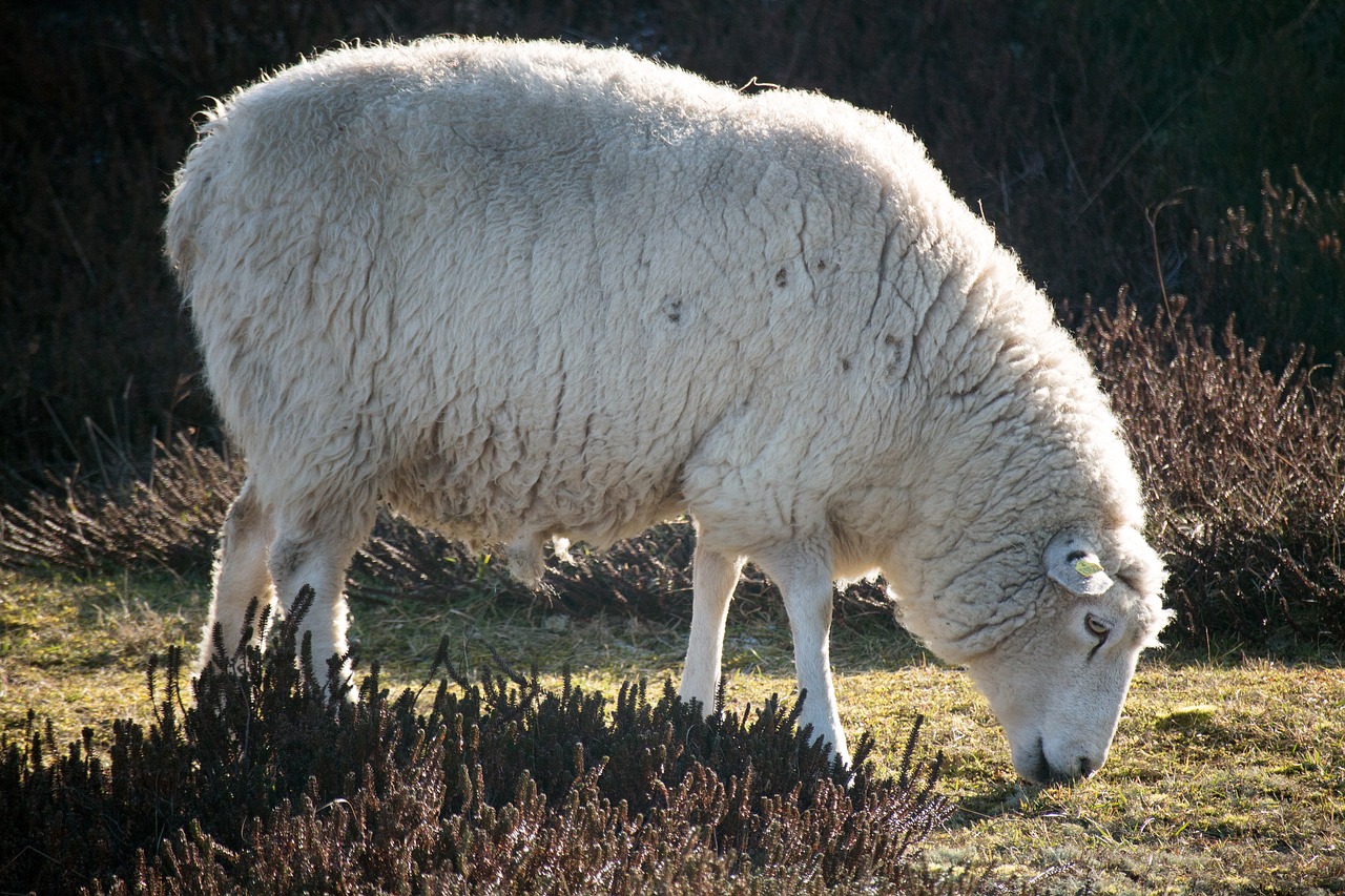 Avių,  Gyvūnas,  Sylt,  Atrajotojų,  Vilnos Avių,  Pylimas Kraštovaizdis, Nemokamos Nuotraukos,  Nemokama Licenzija