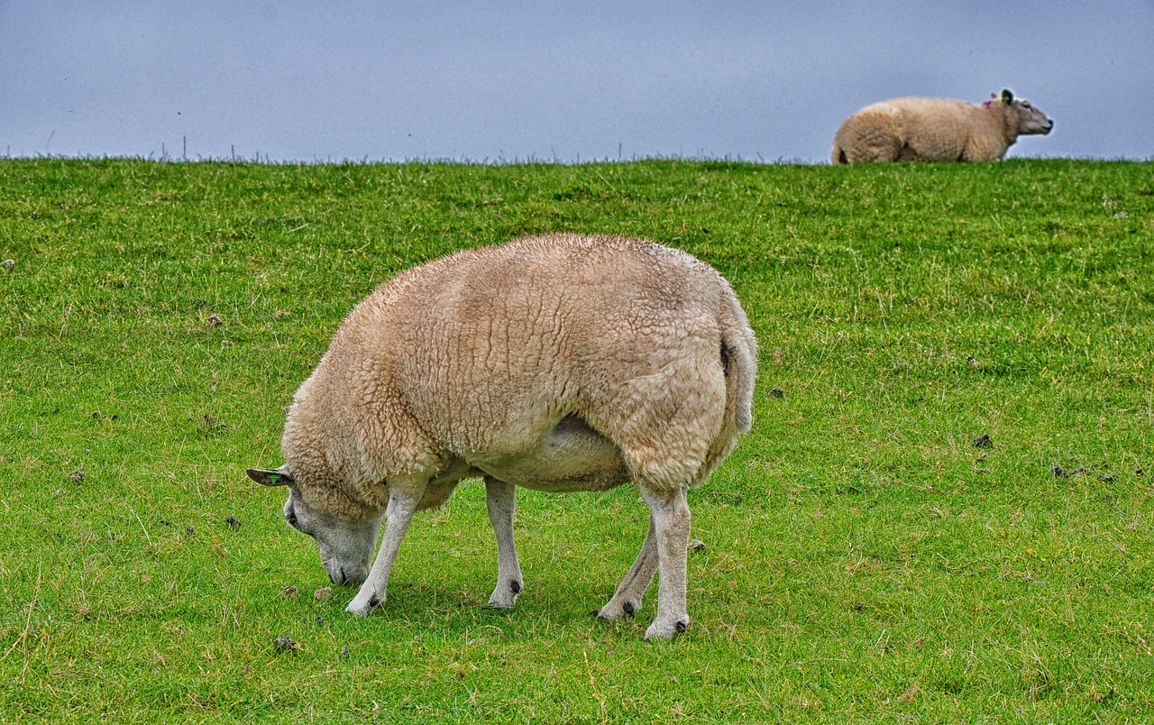 Avių,  Ameland,  Sala,  Pobūdį,  Nyderlandai,  Olandija, Nemokamos Nuotraukos,  Nemokama Licenzija