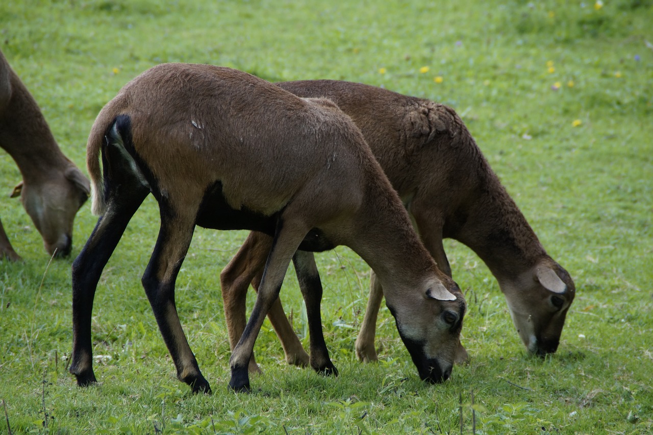 Avys, Avių Pulkas, Cameroon Avys, Pieva, Žolė, Flock, Ganykla, Gyvūnai, Ganyti, Nemokamos Nuotraukos