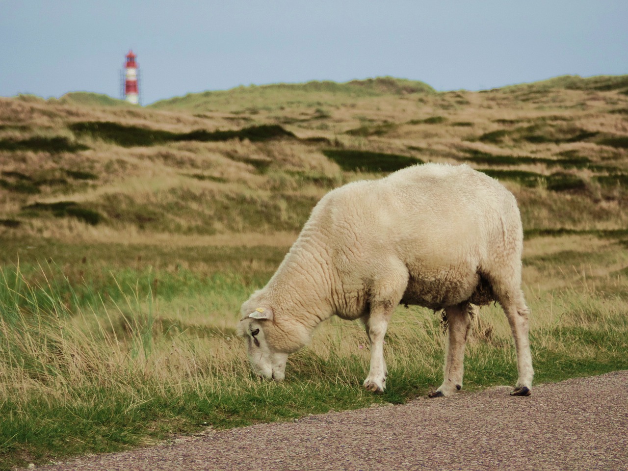 Avys, Sylt, Šiaurės Jūra, Avių Vilnos, Ganykla, Kelias, Gyvūnai, Bandos Gyvūnas, Ūkis, Nemokamos Nuotraukos