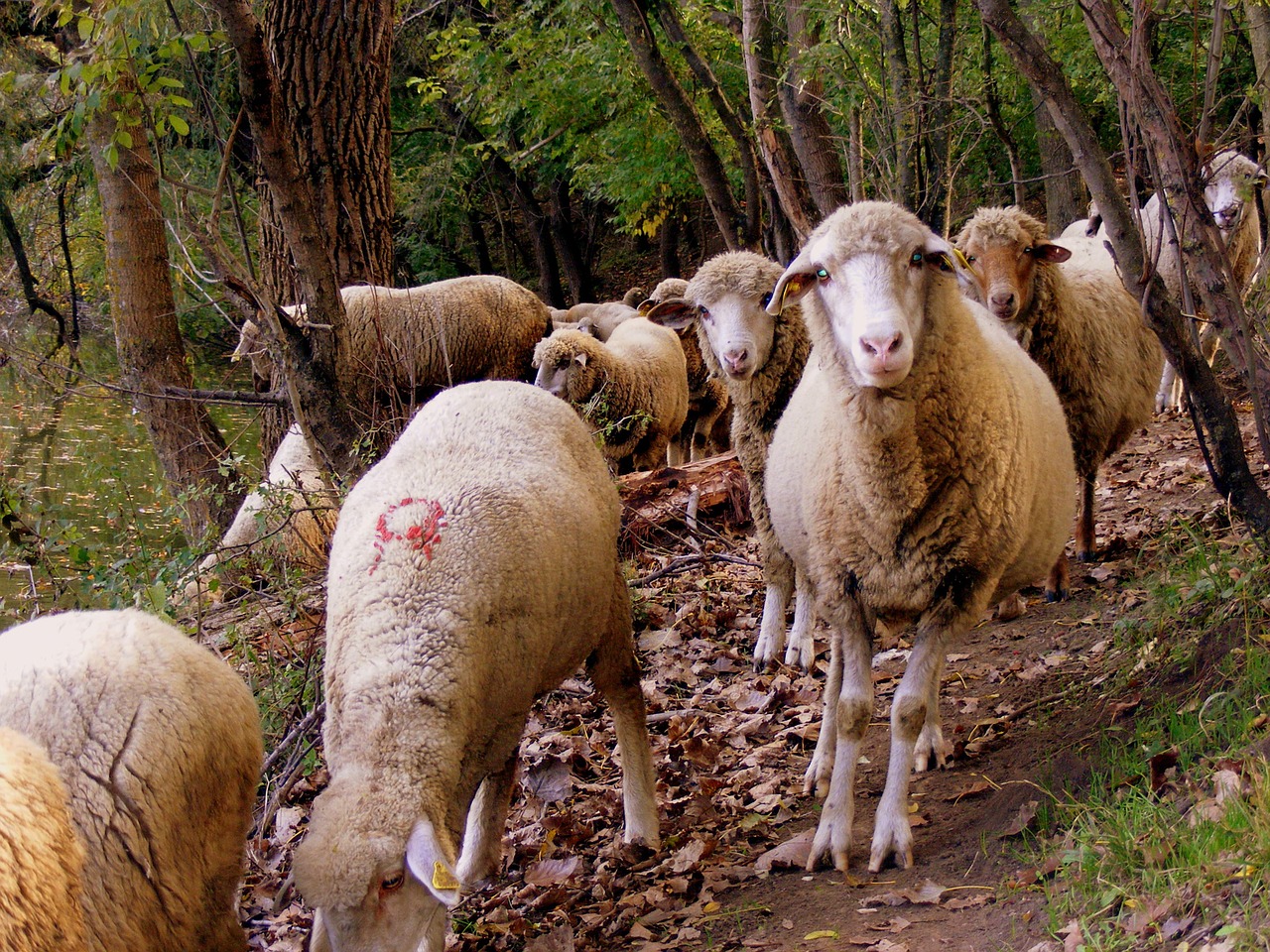 Avys, Bandas, Miškas, Nemokamos Nuotraukos,  Nemokama Licenzija