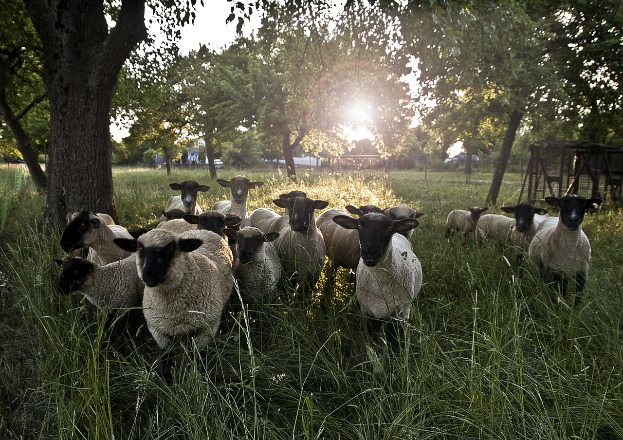 Avys, Pieva, Žalias, Saulė, Vilnos, Žolė, Avių Pulkas, Nemokamos Nuotraukos,  Nemokama Licenzija