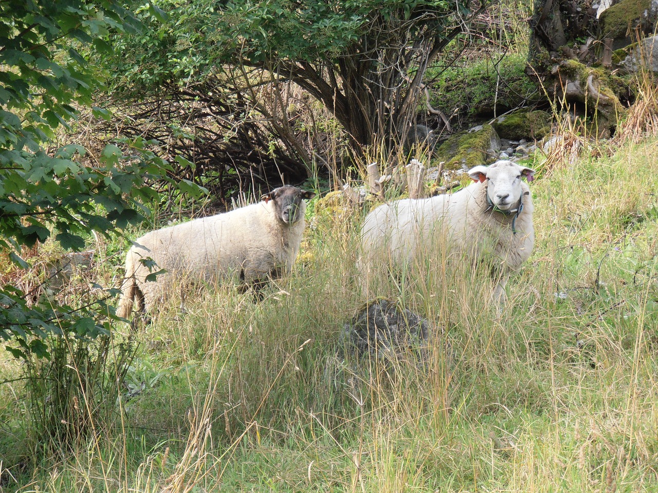 Avys, Laukas, Ganykla, Ėriena, Ūkis, Avelė, Vidaus, Flock, Gyvūnas, Žolė