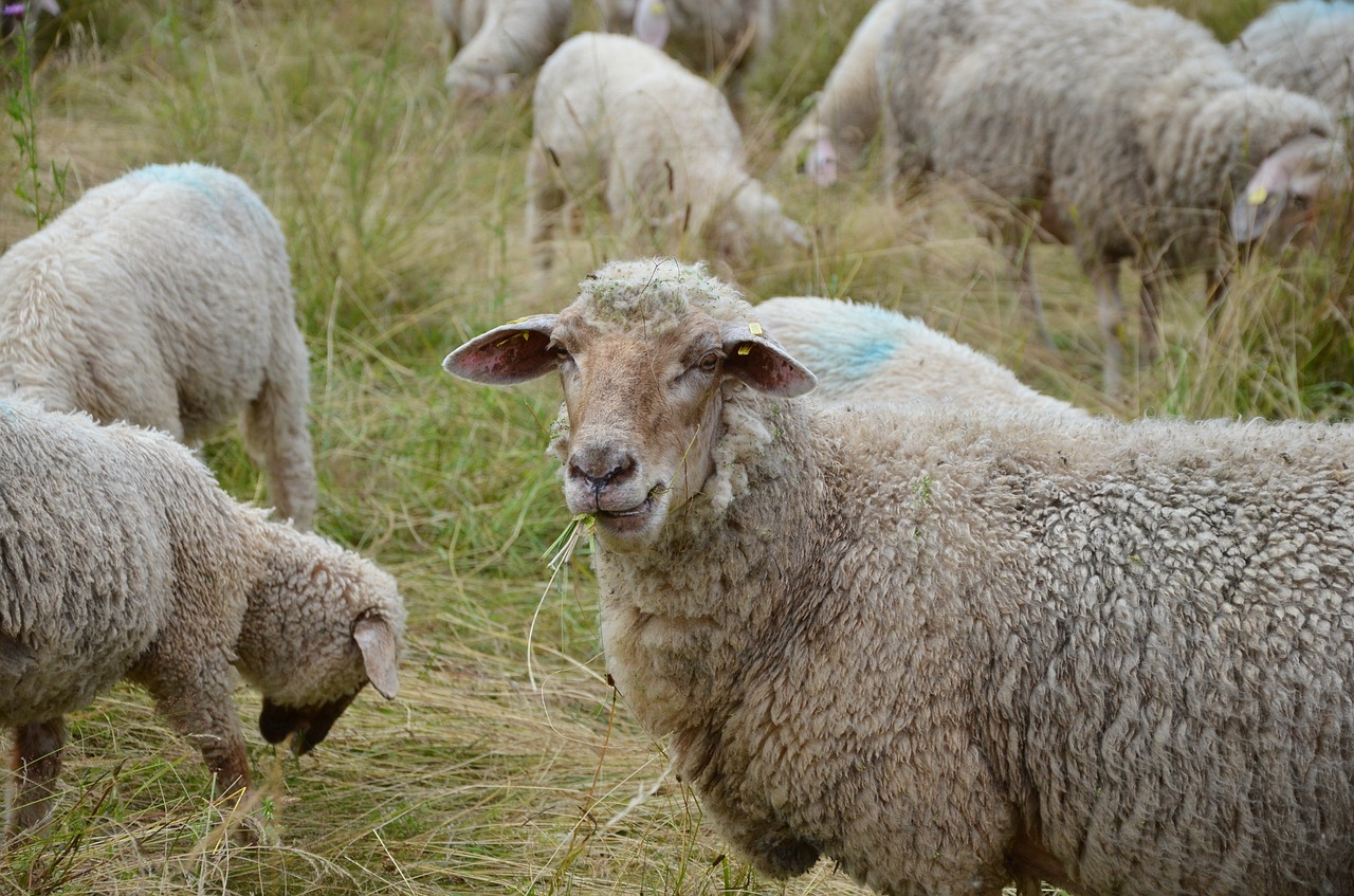 Avys,  Avių Pulkas,  Valgyti,  Vilnos,  Avių Vilnos,  Žemdirbystė,  Gyvūnai,  Flock,  Ganykla,  Pieva