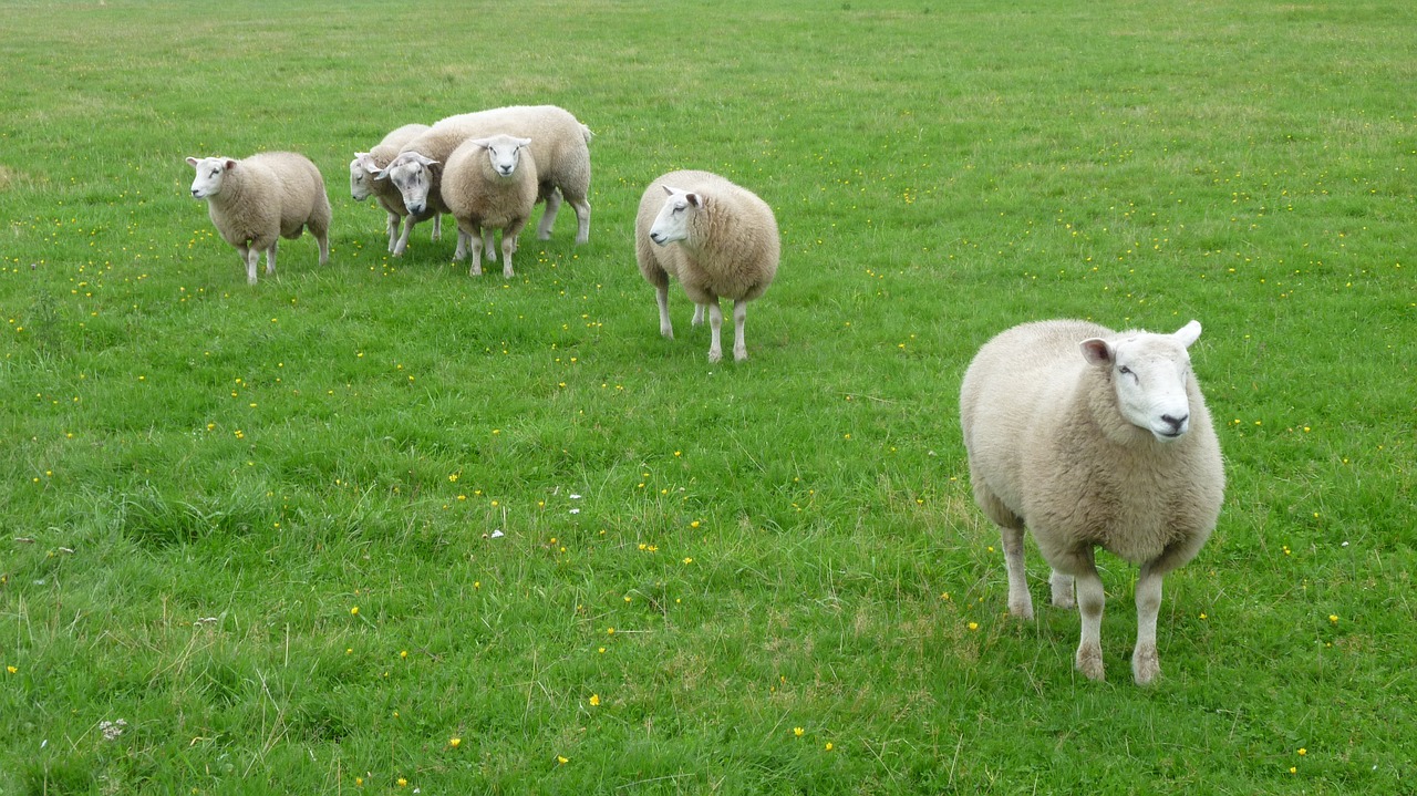 Avys,  Druskos Pelkės,  Sylt, Nemokamos Nuotraukos,  Nemokama Licenzija