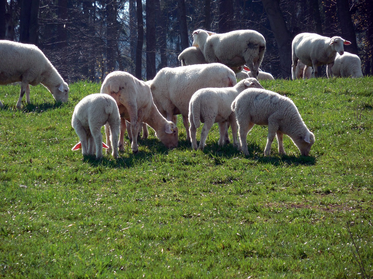 Avys,  Flock,  Avių Pulkas,  Vilnos,  Ganykla,  Gyvūnai,  Bandos Gyvūnas,  Žemdirbystė,  Idilija,  Schäfchen