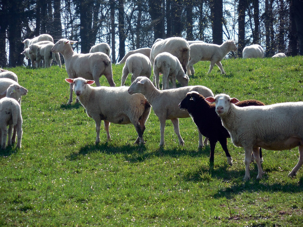 Avys,  Flock,  Avių Pulkas,  Vilnos,  Ganykla,  Gyvūnai,  Bandos Gyvūnas,  Žemdirbystė,  Idilija,  Schäfchen