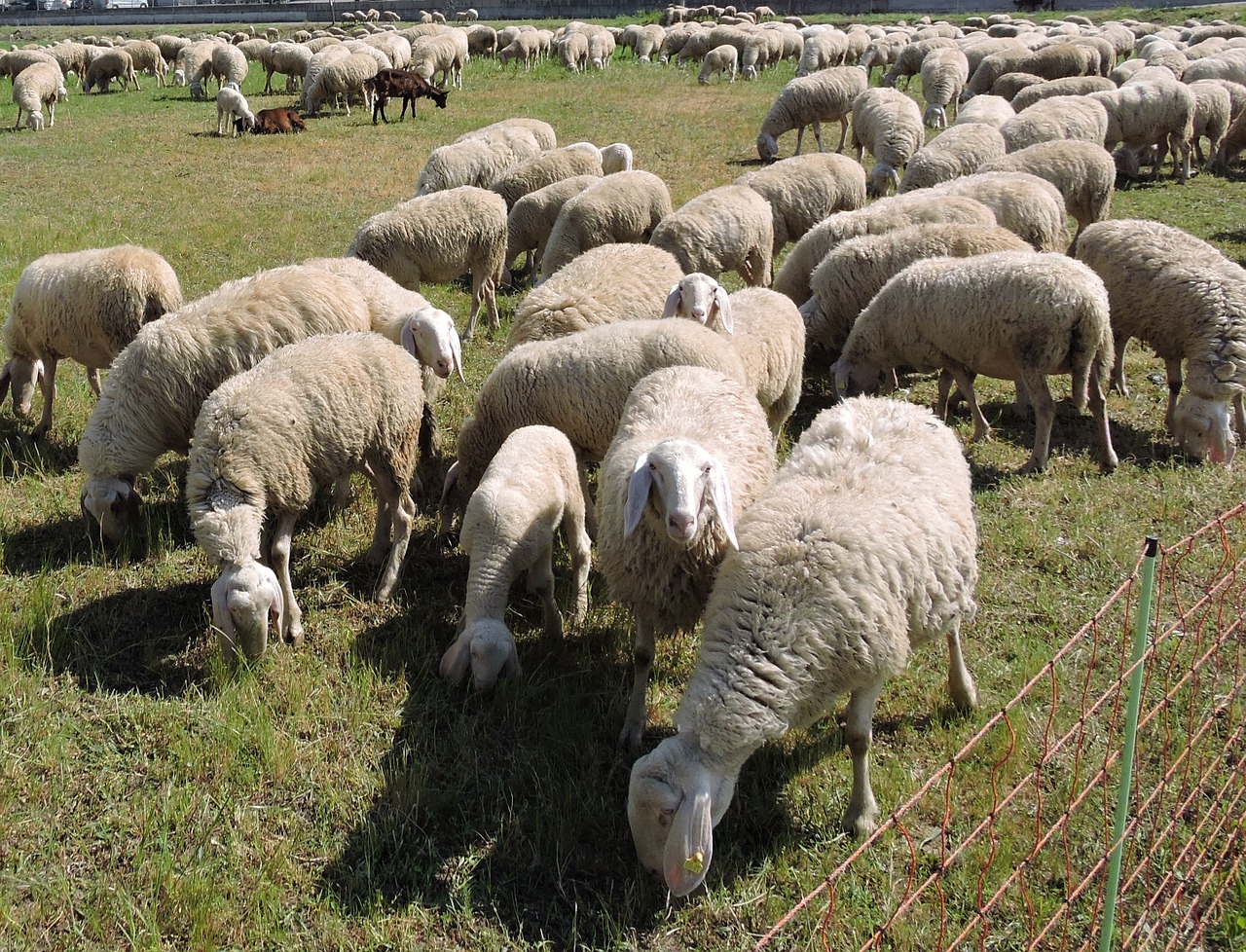 Avys, Flock, Žolė, Prato, Žalias, Gyvūnas, Nemokamos Nuotraukos,  Nemokama Licenzija