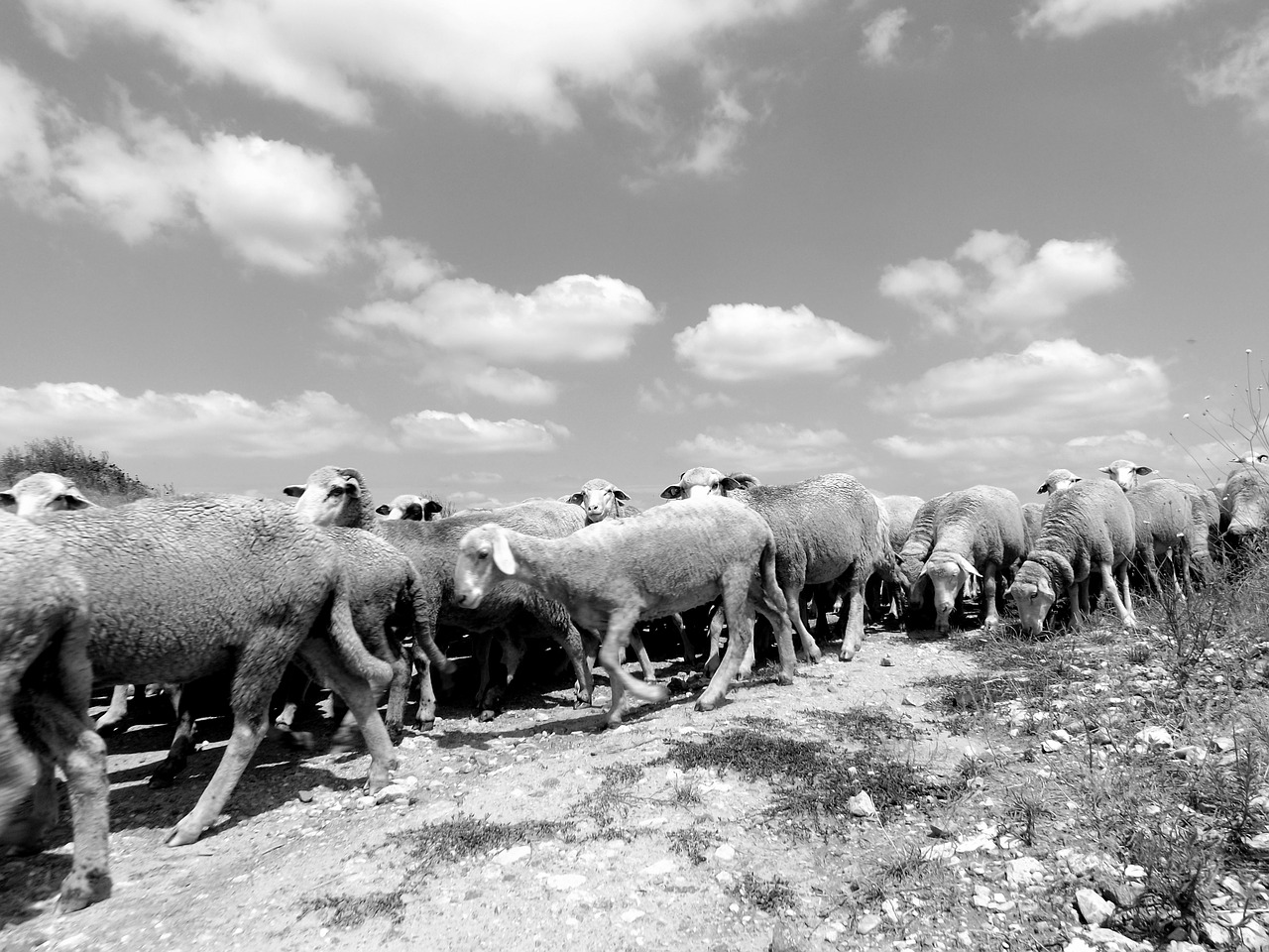 Avys, Bandas, Dangus, Gamta, Naminis Gyvūnėlis, Nemokamos Nuotraukos,  Nemokama Licenzija