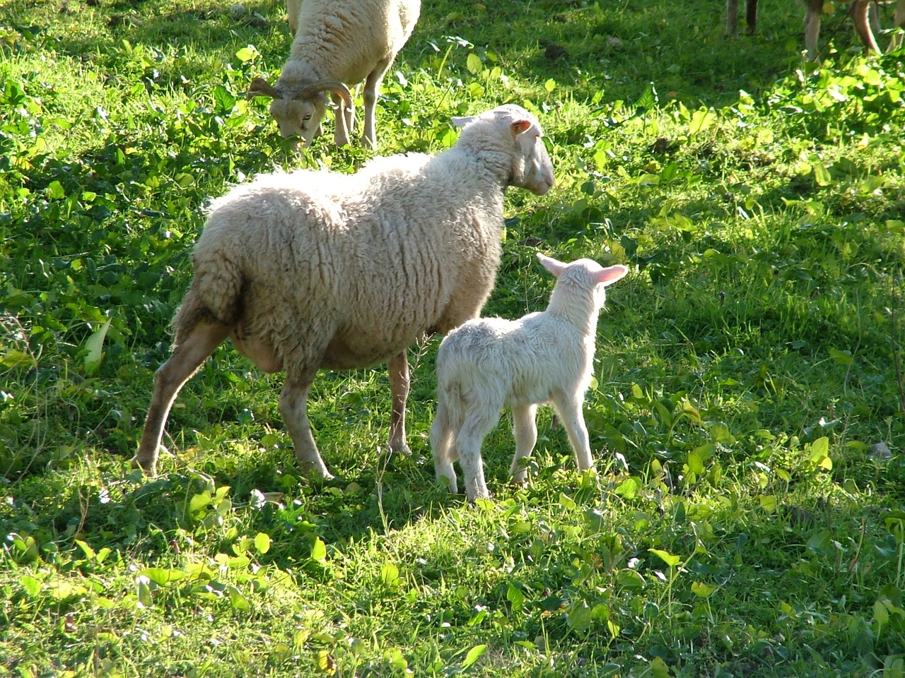 Avys,  Gamta, Nemokamos Nuotraukos,  Nemokama Licenzija