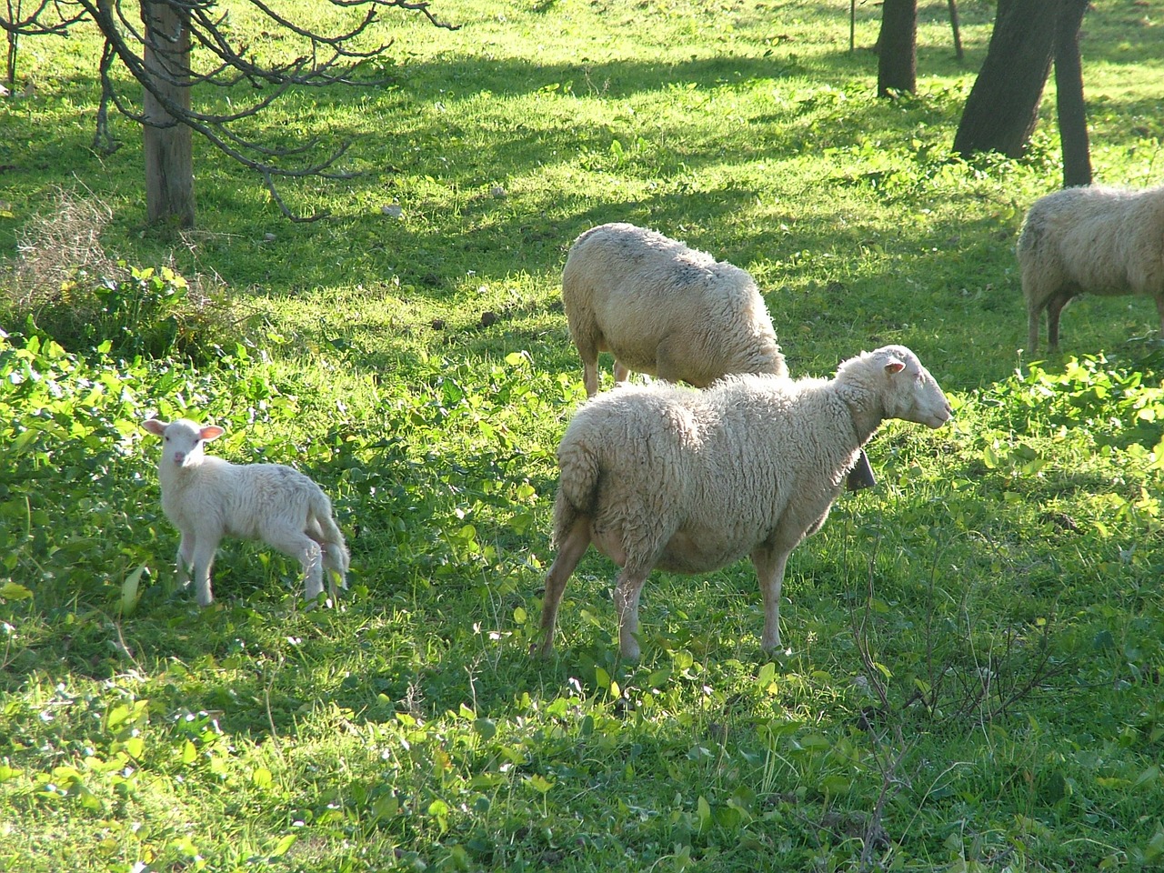 Avys,  Gamta, Nemokamos Nuotraukos,  Nemokama Licenzija