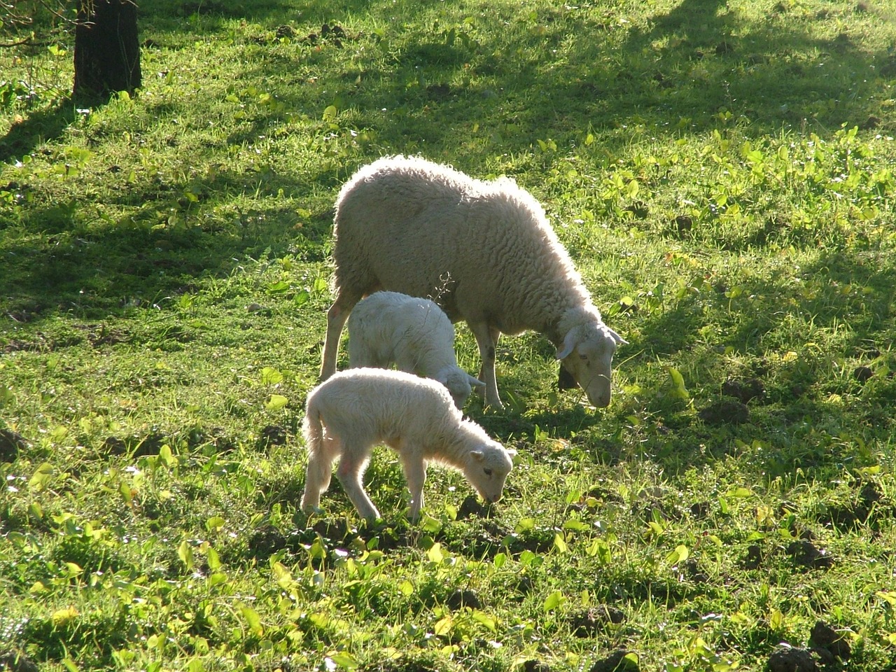 Avys,  Gamta, Nemokamos Nuotraukos,  Nemokama Licenzija