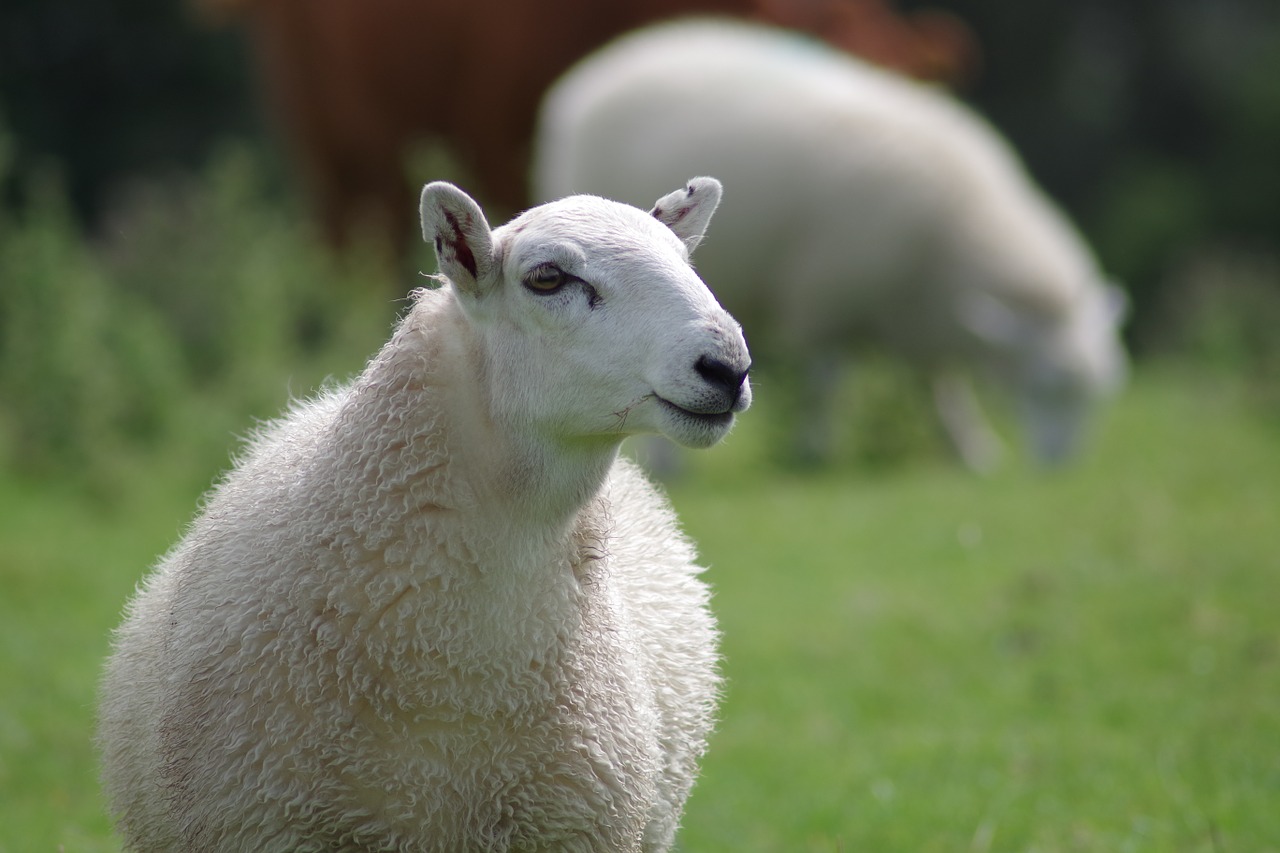 Avys, Avelė, Vilnos, Žemdirbystė, Gyvūnas, Balta, Kaimas, Flock, Ganykla, Vilnonis