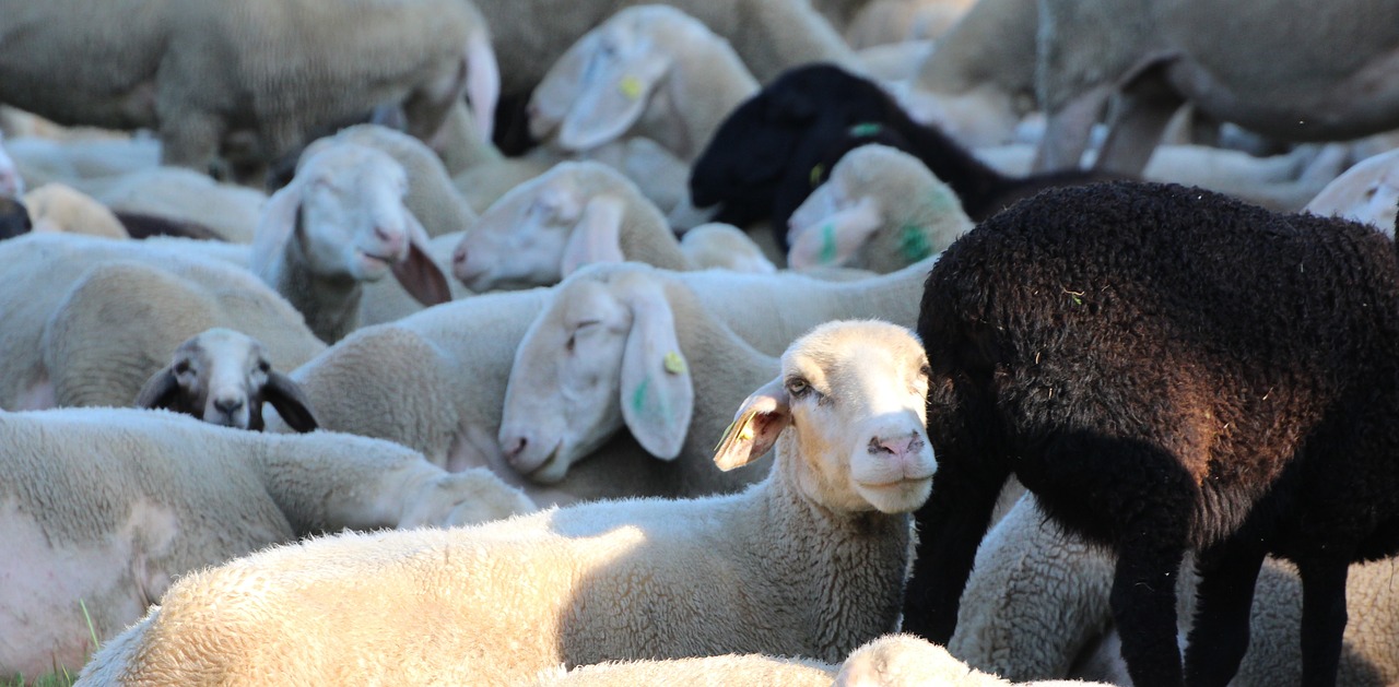 Avių Galvutės, Miegančiosios Krosnys, Avių Pulkas, Nemokamos Nuotraukos,  Nemokama Licenzija