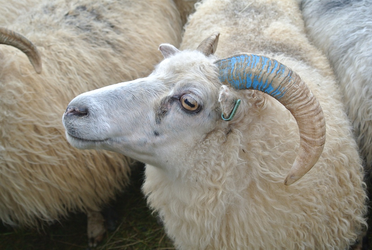 Avių Veisimas, Apherding, Gegužė, Rettir, Iceland, Bock, Avių Vilnos, Nemokamos Nuotraukos,  Nemokama Licenzija