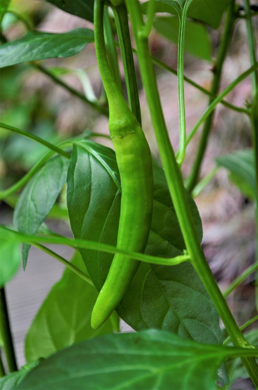 Lapas,  Augalų,  Maisto,  Pobūdį,  Daržovių,  Uždaryti,  Sodas,  Sveiki,  Žalia Paprika,  Žalias