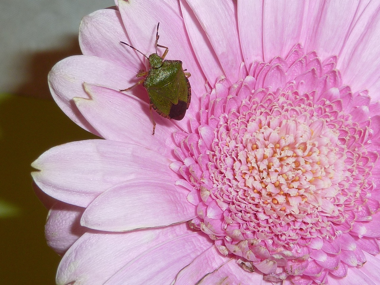 Sheildbug, Vabzdys, Gamta, Klaida, Laukinė Gamta, Nemokamos Nuotraukos,  Nemokama Licenzija