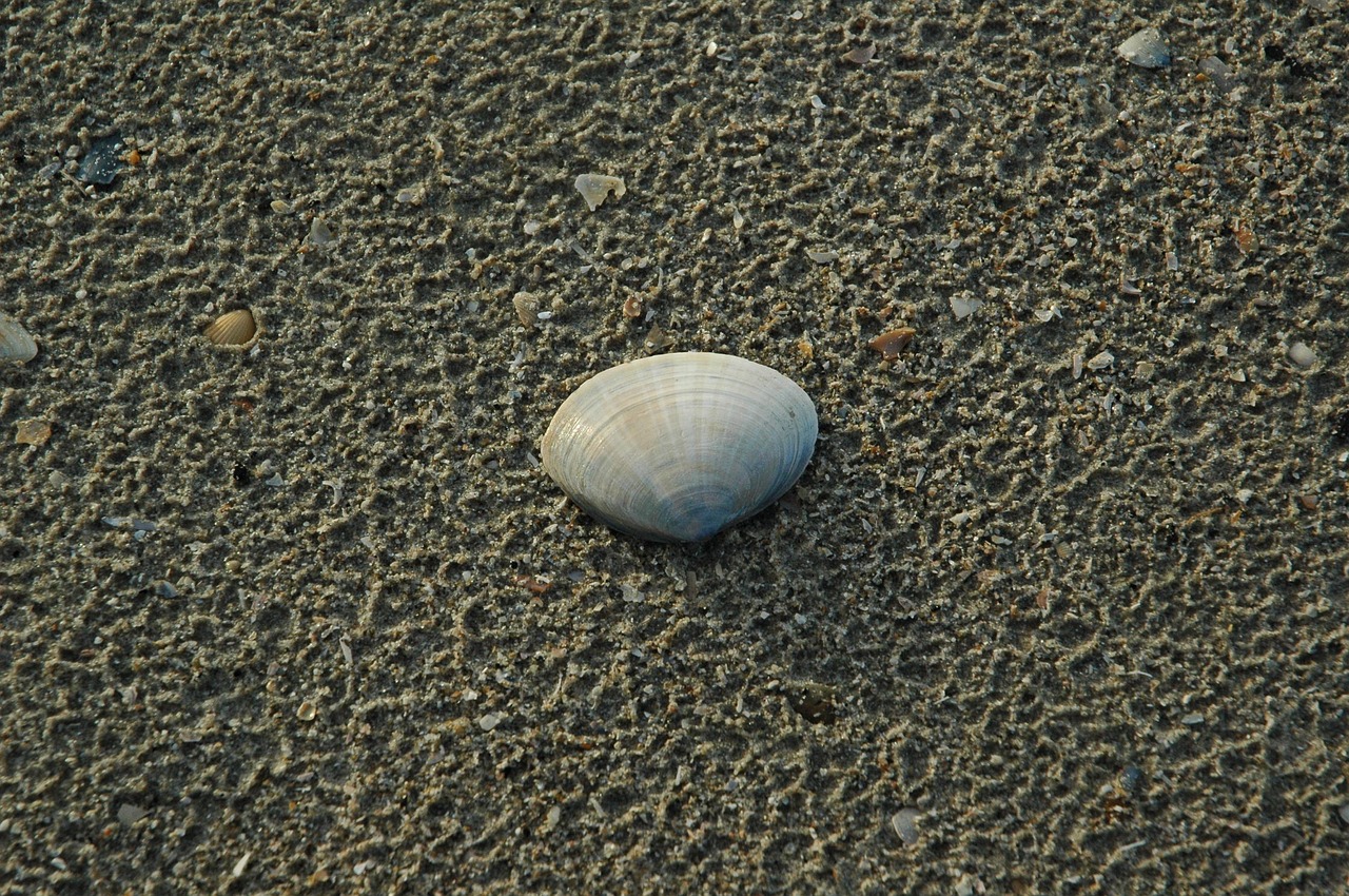 Lukštas, Šiaurės Jūra, Smėlis, Jūra, Papludimys, Šventė, Atostogos, Uždaryti, Denmark, Vanduo