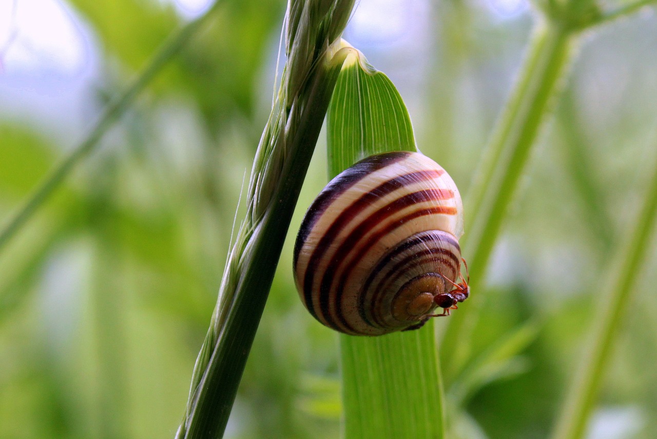 Lukštas, Sraigė, Juostos Širdys, Cepaea Hortensis, Ant Sraigėje, Mollusk, Lapai, Filialas, Gamta, Nemokamos Nuotraukos