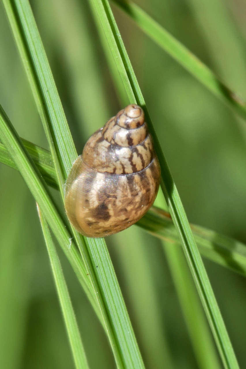 Lukštas, Sraigė, Mollusk, Žemės Sraigė, Spiralė, Kūgis, Kūginis, Rabdotus, Dryžuotas Rabdotas, Gamta