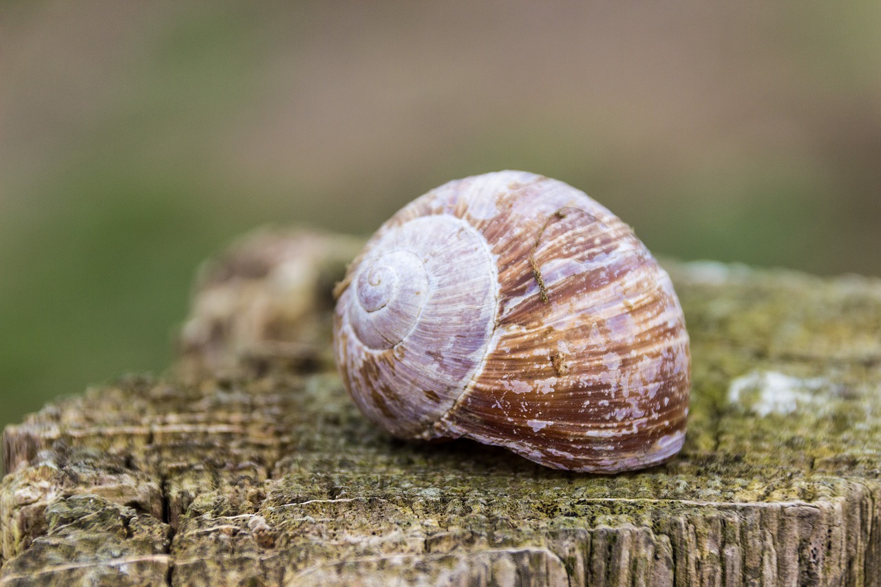 Lukštas, Sraigė, Mollusk, Gamta, Gyvūnas, Uždaryti, Nemokamos Nuotraukos,  Nemokama Licenzija