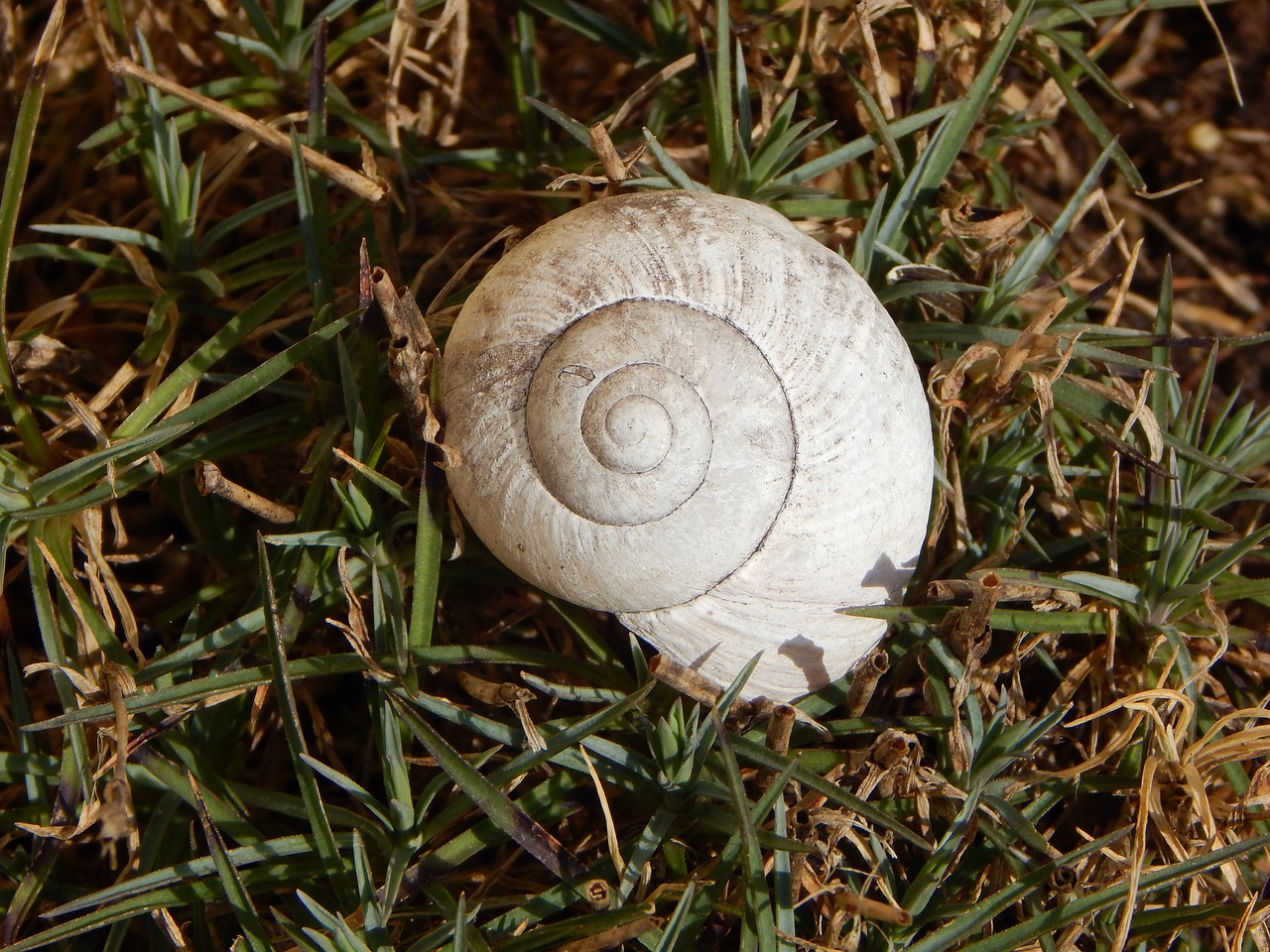 Lukštas, Sodas, Sraigė, Gamta, Mollusk, Uždaryti, Sraigės Apvalkalai, Sraigės Apvalkalas, Sraigės Namai, Nemokamos Nuotraukos