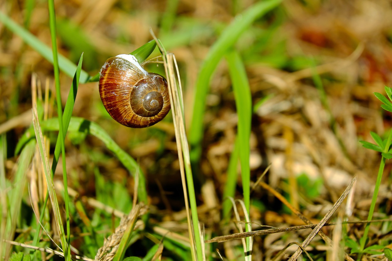 Lukštas, Sraigė, Padaras, Gyvūnas, Spiralė, Sraigės Apvalkalas, Būstas, Raudona Ruda, Mollusk, Ropliai