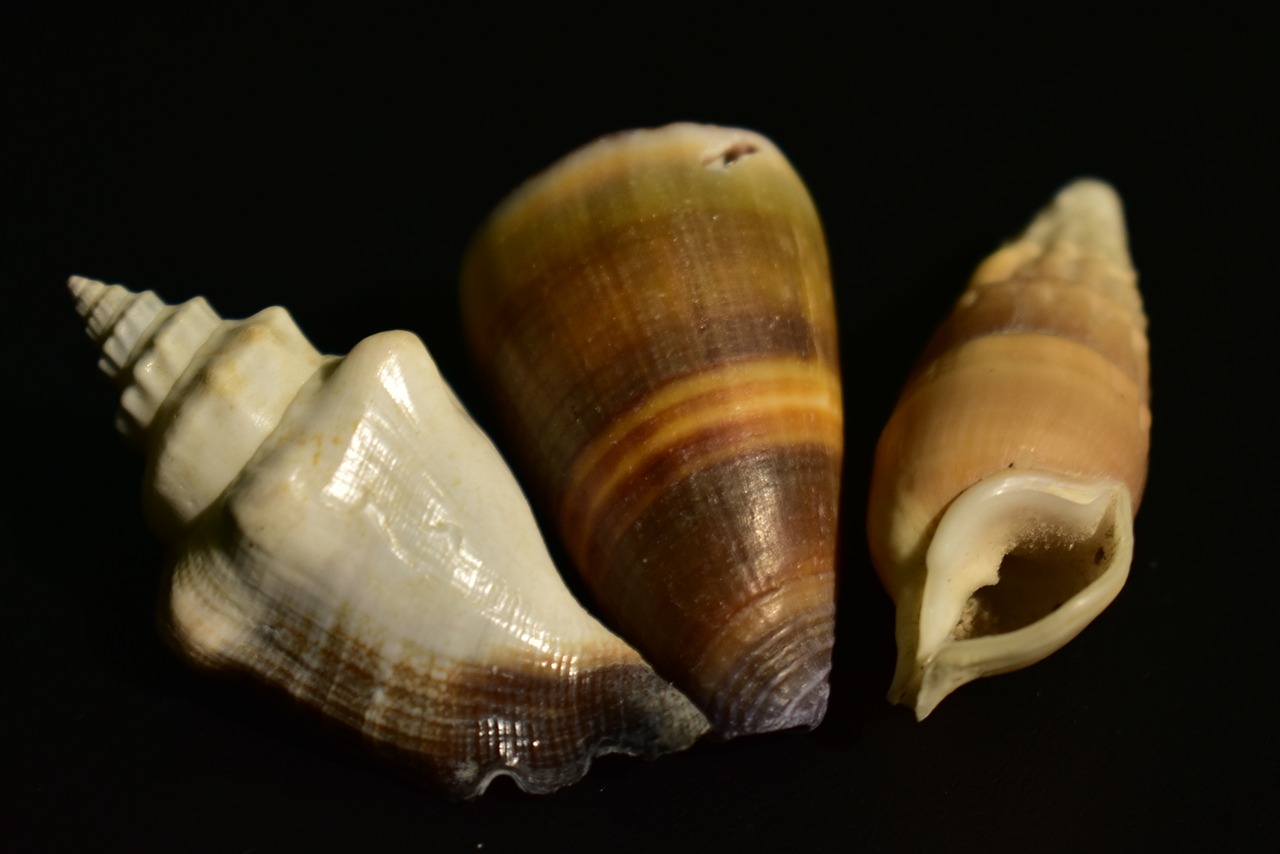 Lukštas, Mollusk, Sraigė, Bestuburiai, Modelis, Spiralė, Sūkurys, Gamta, Nemokamos Nuotraukos,  Nemokama Licenzija