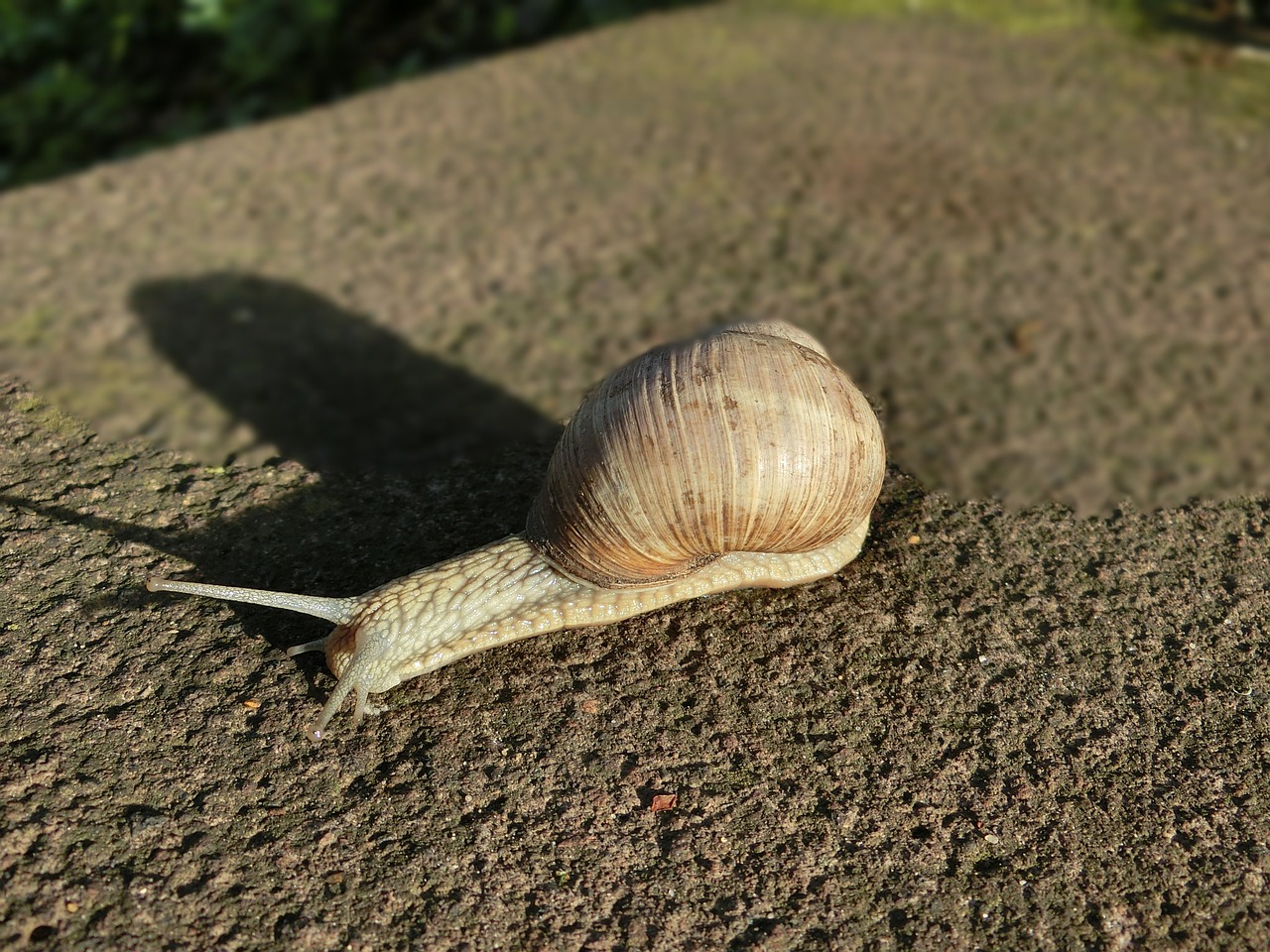 Lukštas, Sraigė, Gyvūnas, Gamta, Makro, Sraigės Apvalkalas, Žemė, Lėtai, Ropliai, Nemokamos Nuotraukos