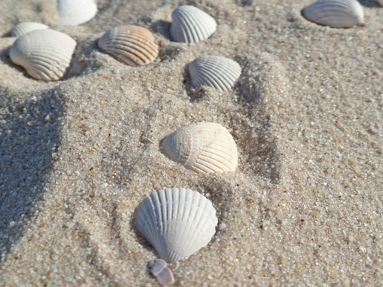 Lukštas, Sylt, Papludimys, Šiaurės Jūra, Jūra, Vanduo, Smėlis, Smėlio Paplūdimys , Nemokamos Nuotraukos,  Nemokama Licenzija