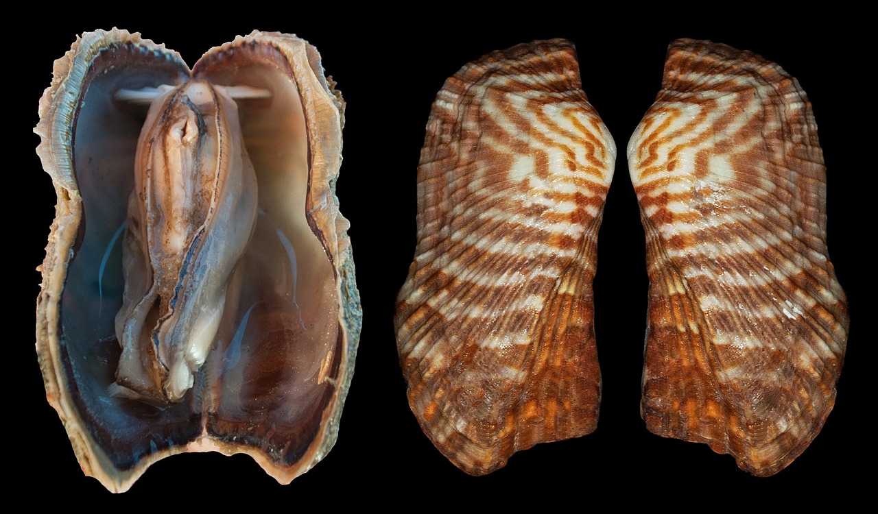 Lukštas, Arko Moliuskas, Arca Zebra, Turkijos Sparnas, Dvigeldis, Mollusk, Interjeras, Eksterjeras, Dizainas, Modelis